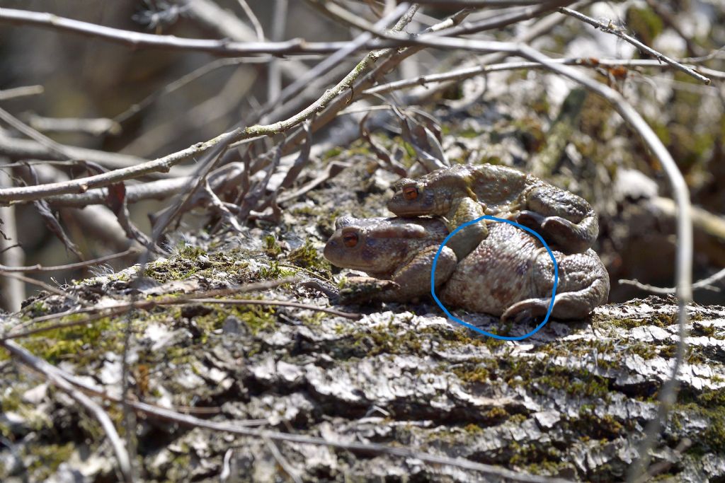 Bufo bufo in accoppiamento